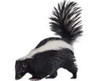 Skunk-Removal