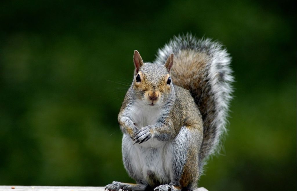 Squirrel-removal-service