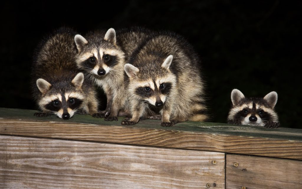 Raccoons in Attic