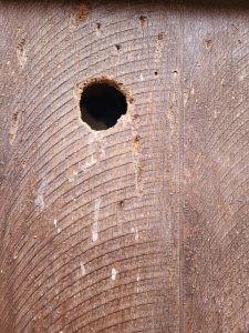 squirrel wall damage