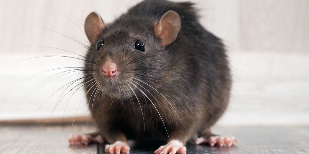 animal repellent services in Lutherville MD 21093 and 21094