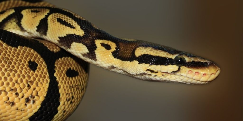 snake removal in Glen Burnie, MD