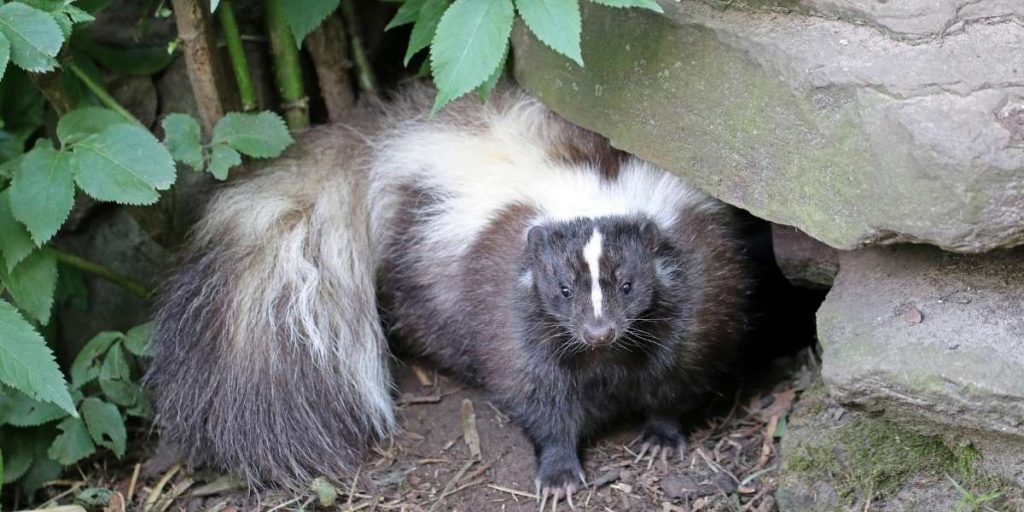 skunk removal in Glen Burnie MD
