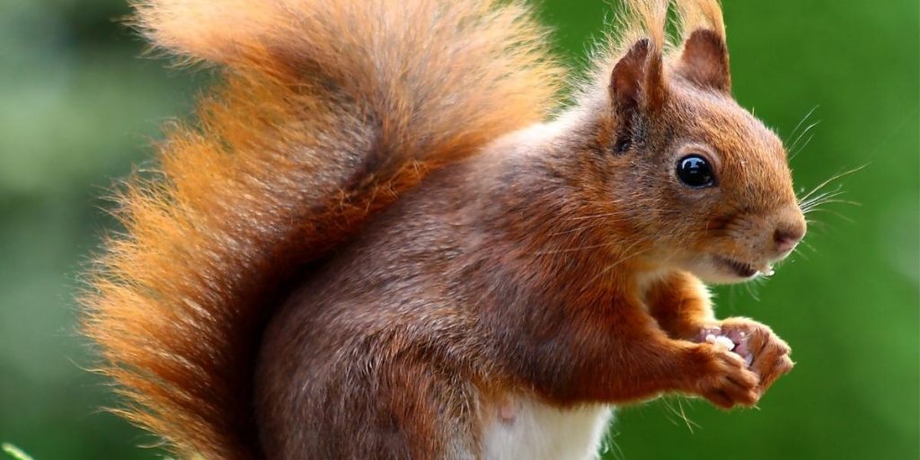 squirrel removal in Westminister MD 21157