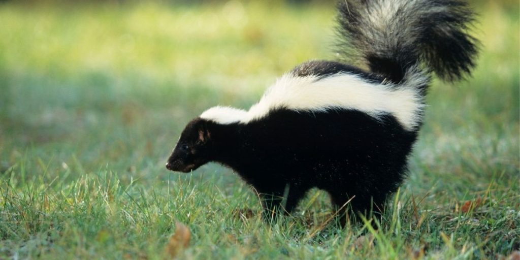 skunk removal services in Westminster MD 21157