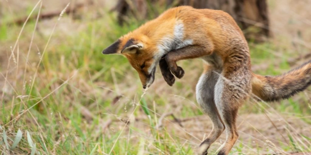 Wildlife technician performing fox removal service in Westminster, MD near a residential property